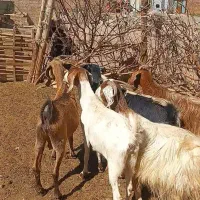 ۶عدد بز جوان  مناسب برای نگهداری دامازلیخ|حیوانات مزرعه|تبریز, |دیوار