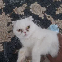 گربه پرشین ماده|گربه|آزادشهر, |دیوار