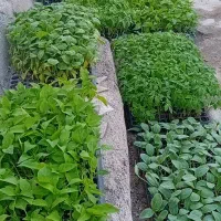 نشافلفل گرجه بادمجان