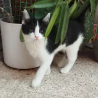 گربه رایگان