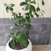 گل بنسای|گل و گیاه طبیعی|شیراز, لشکری|دیوار