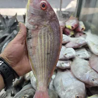ماهی گوشت کله پاچه مرغ