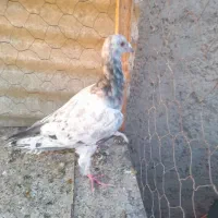 کبود هفرنگ|پرنده|الوند, |دیوار
