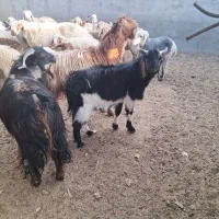 سه عدد چبش چاق|حیوانات مزرعه|فردوس (خراسان), |دیوار