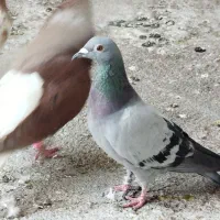 سبزپلاکی ماده فروشی