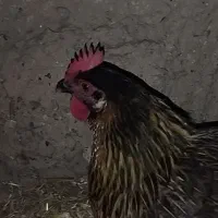 مرغ کرچ ،مرغ کرک، جوجه کشی طبیعی