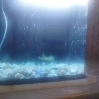 چهار عدد ماهی.|ماهی|شیراز, قلات|دیوار