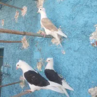 کفتر جوجه کاکل زرد ودوکت جیرومفلق پرشی کاشان