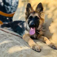 ژرمن شولاین