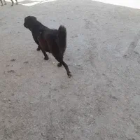 سگ روزگاری اصل جنس|سگ|فلارد, |دیوار