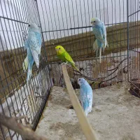 مرغ عشق رینبو اسپانگل جوان|پرنده|ایرانشهر, |دیوار