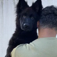 توله ژرمن بلک ماده