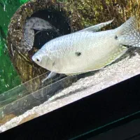 دو عدد ماهی گورامی و کت خرگوشی|ماهی|خورموج, |دیوار