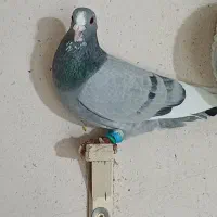 کفترپریده|پرنده|کرمان, |دیوار