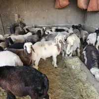 بره نر و ماده