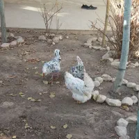 مرغ کوشین وگلین نژاد دار پرپا|حیوانات مزرعه|گلبهار, شهر جدید گلبهار|دیوار