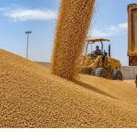 فروش گندم نقدی 45
