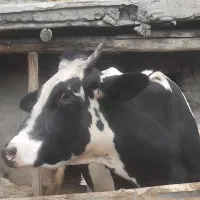 گاوه‌اوستن