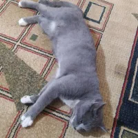 اسکاتیش