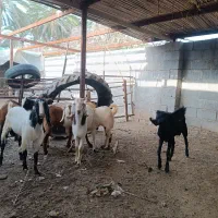 کهره نر فروشی