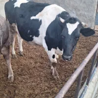 ۷راس ماده گاو شیری|حیوانات مزرعه|کمیجان, |دیوار