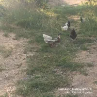 ۳ مرغ ۲ تا خروس ۲ اردک نر ماده