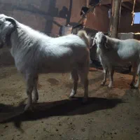 بز نر 18ماهه|حیوانات مزرعه|میانه, |دیوار