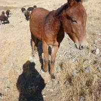 قاطر۱۵ماهه