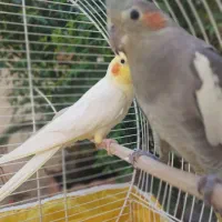 یک جفت عروس هلندی تخم گذار الان هم  تخم گداشته|پرنده|کوچصفهان, |دیوار