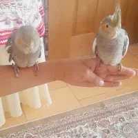 عروس هلندی دستی