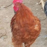 تعدادی خوروس بفروش میرسد|حیوانات مزرعه|پیشوا, |دیوار