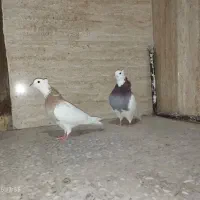 طوقی|پرنده|اصفهان, سودان|دیوار