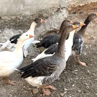 غاز و قو غاز|حیوانات مزرعه|یاسوج, |دیوار