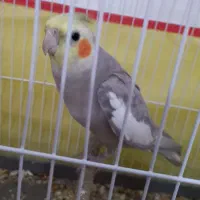 عروس هلندی سخنگو