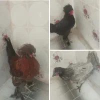 حیوانات۲مرغو