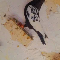 دمسفید درجه یک|پرنده|اهواز, منازل کارون|دیوار