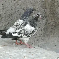 کبوتر گمشده