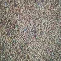 بذر یونجه فروشی