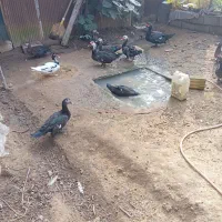 اردک اسراییلی (ژاپنی).|حیوانات مزرعه|توتکابن, |دیوار