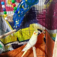 معاوضه نر با ماده