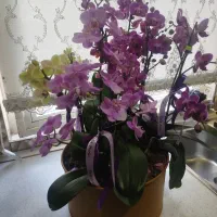 گل ارکیده