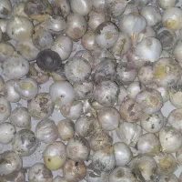 موسیر کوهی درشت
