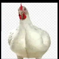 مرغ گوشتی ارگانیک