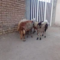 ۴عدد شک عروسک