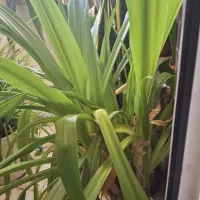 گل آپارتمانی گل یاس