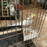عروس هلندی نر و ماده