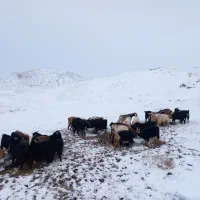 بز آماده زاییدن