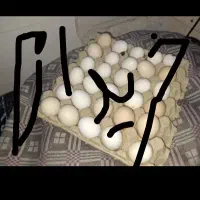 تخم مرغ و اردک و... اشتری