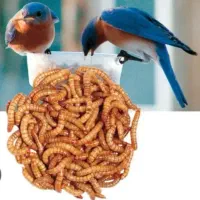 میلورم زنده