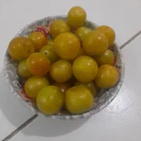 الو عمده ۱۲۰ کیلد فروش ۱۵۰